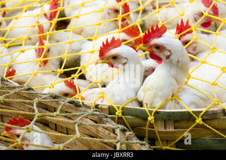 Huhn in Körben auf dem Huhn Großhandelsmarkt in den Vorort neuer Markt, mit Käfig Stockfoto