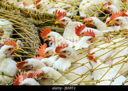 Huhn in Körben auf dem Huhn Großhandelsmarkt in den Vorort neuer Markt, mit Käfig Stockfoto