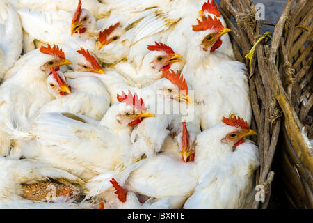 Huhn in Körben auf dem Huhn Großhandelsmarkt in den Vorort neuer Markt, mit Käfig Stockfoto