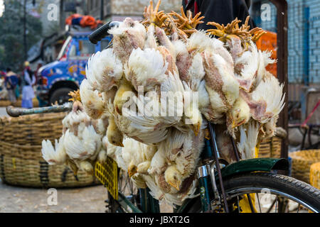 Huhn sind miteinander verbunden und mit dem Fahrrad in der Vorstadt neuer Markt transportiert Stockfoto