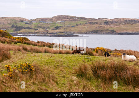 Schafe weiden in den Bereichen auf der Fahrt nach Slieve League, County Donegal, Irland Stockfoto