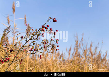 Gemeinsamen Weißdornbeeren vor Schilf Stockfoto