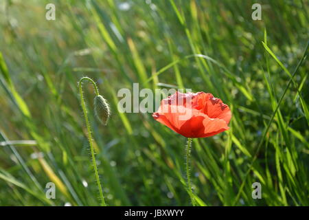 Ein Donnerschlag Mohn Blüte (Papaver Rhoeas) und eine Knospe auf der Wiese Stockfoto