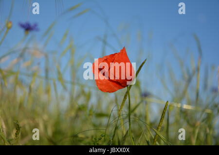 Ein Donnerschlag Mohn (Papaver Rhoeas) mit vielen blauen Himmel Stockfoto