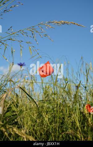 Ein Donnerschlag Mohn (Papaver Rhoeas) mit vielen blauen Himmel Stockfoto