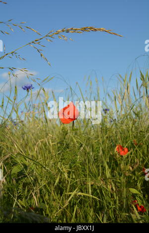 Ein Donnerschlag Mohn (Papaver Rhoeas) mit vielen blauen Himmel Stockfoto