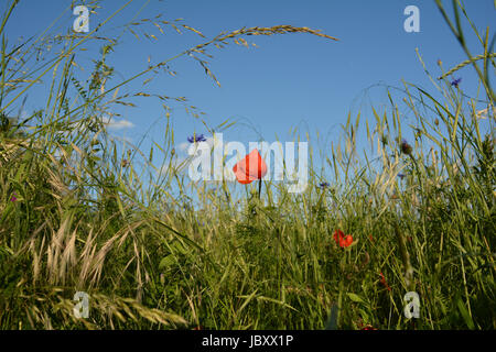 Ein Donnerschlag Mohn (Papaver Rhoeas) mit vielen blauen Himmel Stockfoto