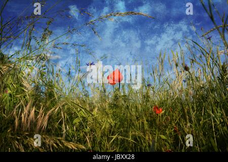 Ein Donnerschlag Mohn (Papaver Rhoeas) mit vielen blauen Himmel und Textur Stockfoto