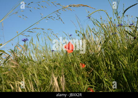 Ein Donnerschlag Mohn (Papaver Rhoeas) mit vielen blauen Himmel Stockfoto