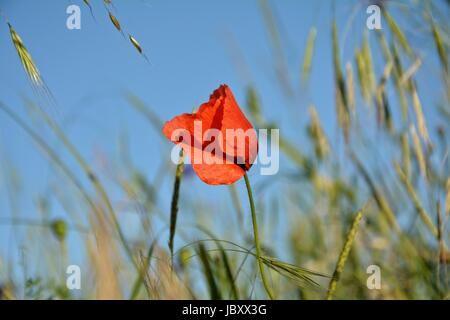 Ein Donnerschlag Mohn (Papaver Rhoeas) mit vielen blauen Himmel Stockfoto