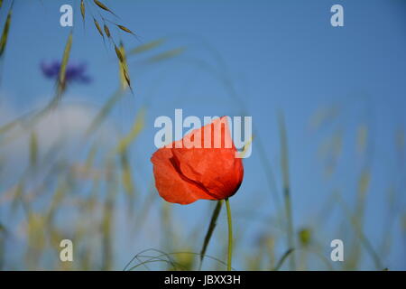 Ein Donnerschlag Mohn (Papaver Rhoeas) mit vielen blauen Himmel Stockfoto