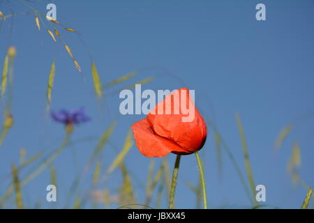 Ein Donnerschlag Mohn (Papaver Rhoeas) mit vielen blauen Himmel Stockfoto