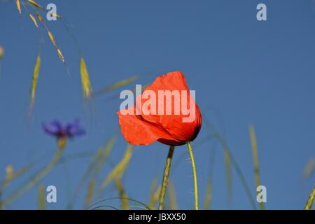 Ein Donnerschlag Mohn (Papaver Rhoeas) mit vielen blauen Himmel Stockfoto