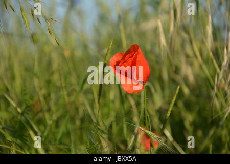 Clap Mohn (Papaver Rhoeas) auf der Wiese Stockfoto