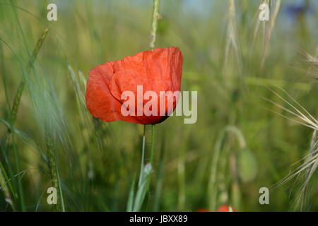 Ein Donnerschlag Mohn (Papaver Rhoeas) auf der Wiese Stockfoto