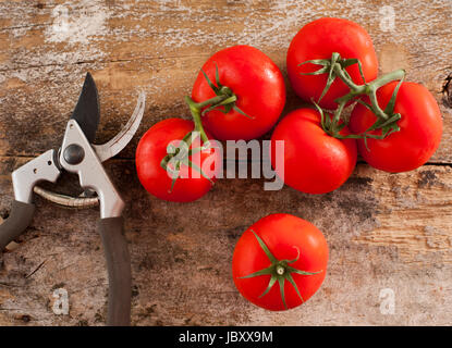 Frisch gepflückt Reife rote Hause angebaute Tomaten noch an den Rebstöcken liegen auf einem rustikalen Holztisch neben ein paar Gartenschere oder Baum-, Rebscheren Stockfoto