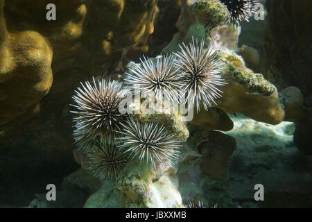 Seeigel Echinometra Mathaei, gemeinhin als grabende Urchin, unter Wasser in der Lagune von Rurutu, Australes, Pazifischen Ozean, Französisch-Polynesien Stockfoto