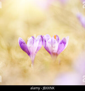 Frühlingsblumen Krokus Stockfoto