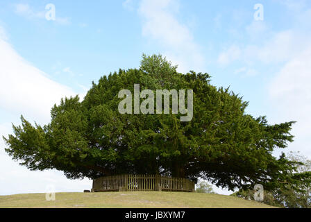 Großen Eibe auf Boltons Bank Hügel in Lyndhurst im New Forest, Hampshire, England Stockfoto