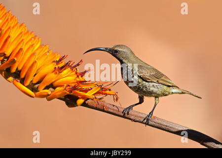 Eine weibliche Scarlet-chested Sunbird (Chalcomitra Senegalensis) auf einer Aloe-Blume, Südafrika Stockfoto