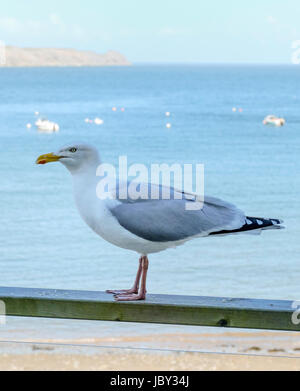 Möwe am RAILSE in BG, LYDSTEP HAVEN PEMBROKESHIRE, Wales UK Stockfoto