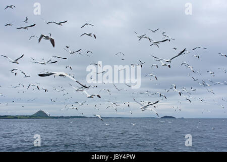 Basstölpel Fischerei vor dem Bass Rock Stockfoto