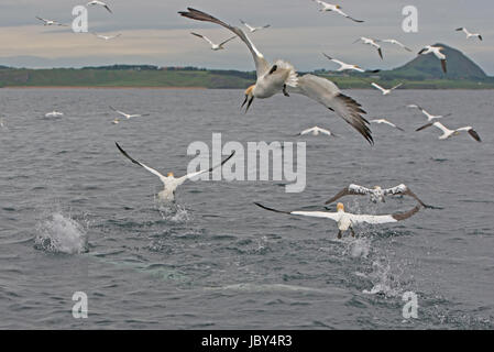 Basstölpel Fischerei vor dem Bass Rock Stockfoto