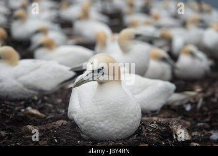 Basstölpel auf Nestern sitzen Stockfoto