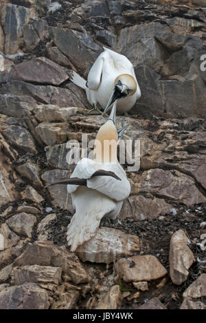 Basstölpel kämpfen auf die Tölpelkolonie auf dem Bass rock Stockfoto