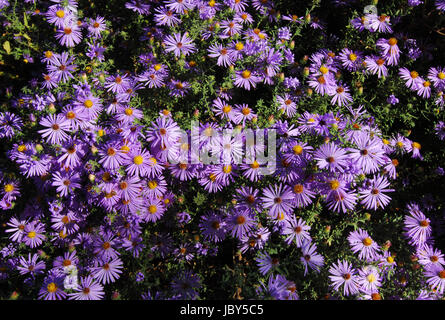 kleine gelbe lila Blütenstand in voller Blüte Stockfoto