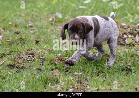 Deutscher Kurzhaariger Vorstehhund Welpen draußen auf der Wiese Stockfoto