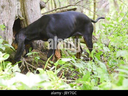 Black And Tan Coonhound, ein Waschbär in einem Baum riechen Stockfoto