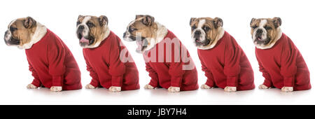 englische Bulldogge tragen rote Pullover Gähnen nacheinander auf weißem Hintergrund Stockfoto