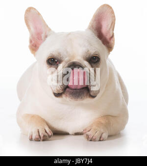 französische Bulldogge Welpen Festlegung leckte die Lippen auf weißem Hintergrund Stockfoto