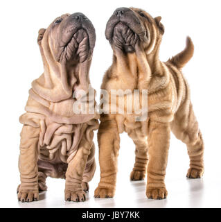 zwei chinesische Shar-pei Welpen isoliert auf weißem Hintergrund - 4 Monate alt Stockfoto