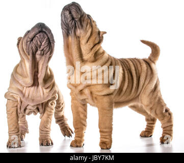 zwei chinesische Shar pei Welpen isoliert auf weißem Hintergrund - 4 Monate alt Stockfoto