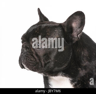 französische Bulldogge männlich - 1 Jahr alt Stockfoto