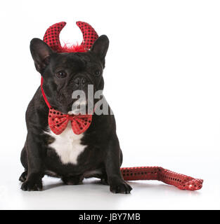 französische Bulldogge tragen Teufel Kostüm Stockfoto