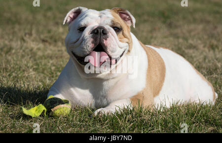 englische Bulldogge mit Tennisball draußen auf der Wiese spielen Stockfoto