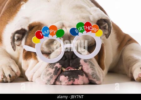 englische Bulldogge Geburtstag eine Brille auf weißem Hintergrund Stockfoto