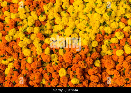 Haufenweise bunte Marygold Blüten werden von Herstellern, die in der täglichen Blumenmarkt unter Howrah Bridge verkauft Stockfoto