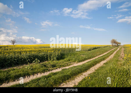 Feldweg Mit Rapsfeld Stockfoto