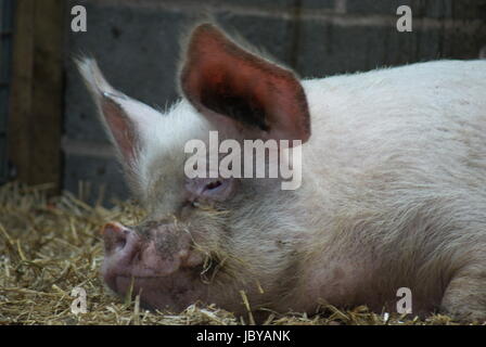Ein mittleren weißen säen - Hausschwein - Sus Scrofa domesticus Stockfoto