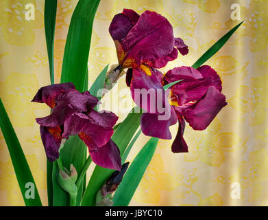 Strauß aus drei schöne Iris Weinrot Farbe gegen die gelben drapierte Seide. Stockfoto