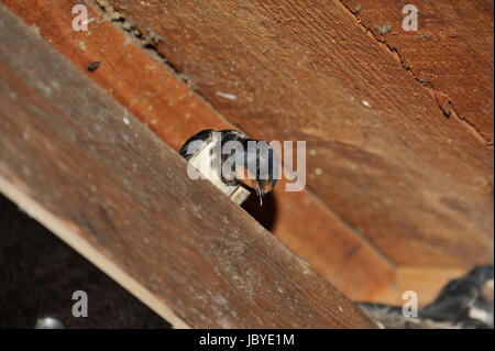 Nest mit Küken am Steinhuder Meer, Deutschland zu schlucken. Stockfoto