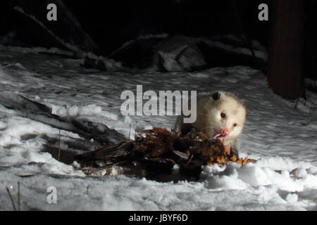 Ein Virginia opossum Schlemmen auf einem Ring-necked Pheasant während des Winters in Wisconsin. Stockfoto