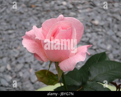 Pale Pink Rose mit grauem Schiefer Hintergrund Stockfoto