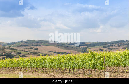 Valle Orcia, Italien. Toskanische Wideyard während der Frühjahrssaison. Stockfoto