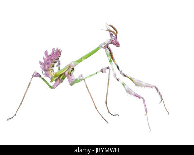 Gefährliches Raubtier Mantis Insekt fängt Beute mit langen stacheligen Vorderbeinen isoliert auf weißem Hintergrund Stockfoto