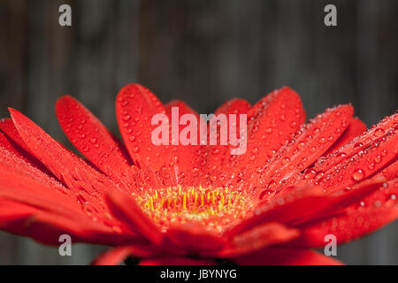 Gerbera Stockfoto